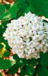 viburnum