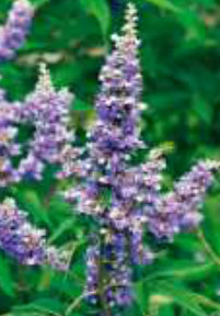 vitex