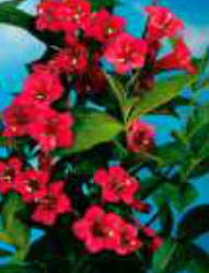 weigela